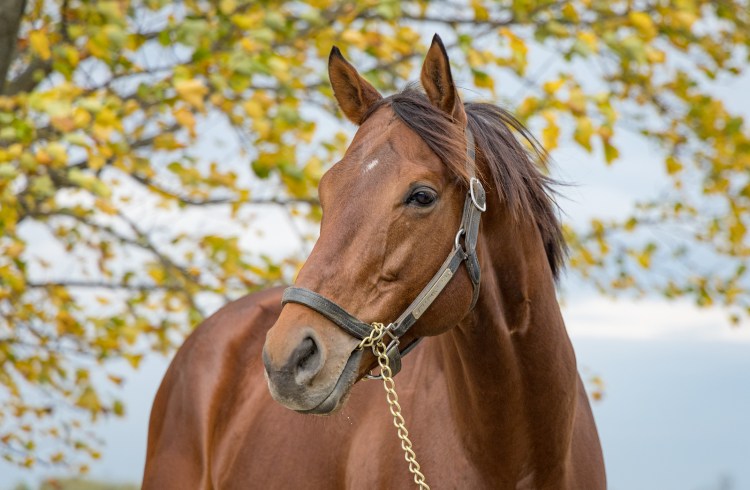 Following Sea - Thoroughbred Stallion by Runhappy—G2 Winner & Leading Earner of His Sire’s First Crop, Standing at Rivard Stables, Manitoba